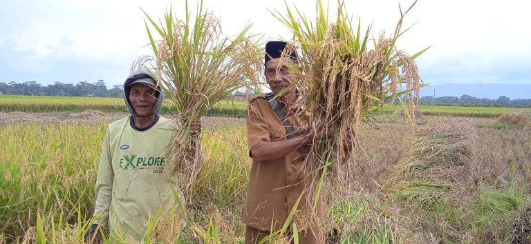 Petani Purwajaya Berhasil Panen Padi di Musim Kemarau