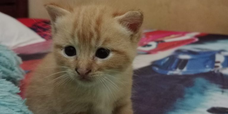 400 Dosis Vaksin Tabies Diterima Dinkes Pangandaran