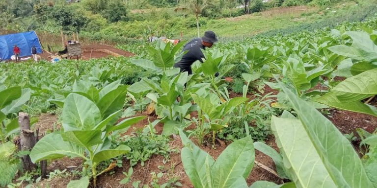 Bukit Baros: Destinasi Agrowisata Populer di Desa Ciomas Ciamis