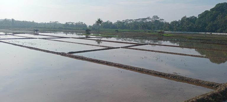 Poktan Utama I Kembangkan Padi Organik