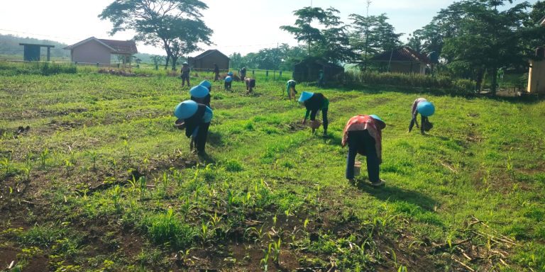 Jagung Sebagai Komoditas Unggulan KWT Sauyunan