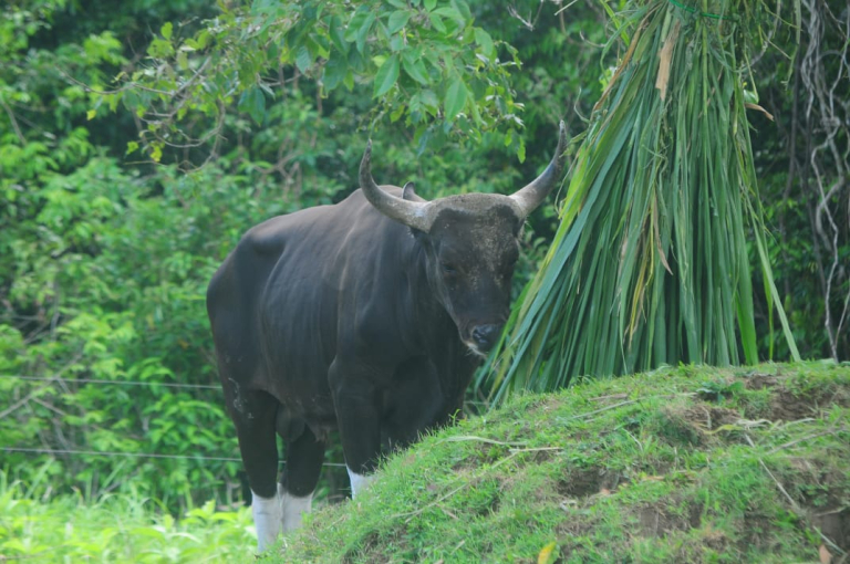 Banteng Jawa Kembali ke Cagar Alam Pangandaran