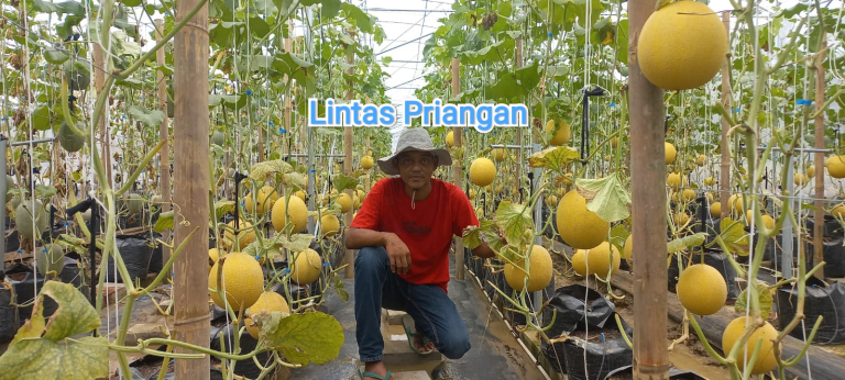 Wisata Petik Buah Melon di Ciamis, Pilihan Liburan Edukatif dan Mengasyikkan