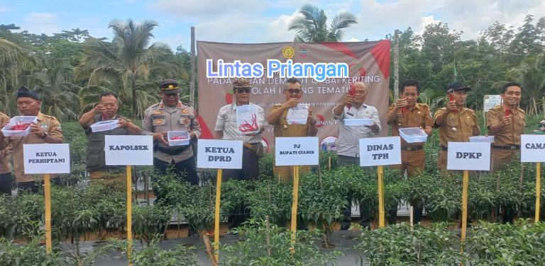 Panen Cabai Keriting di Sekolah Lapang Kalijaya