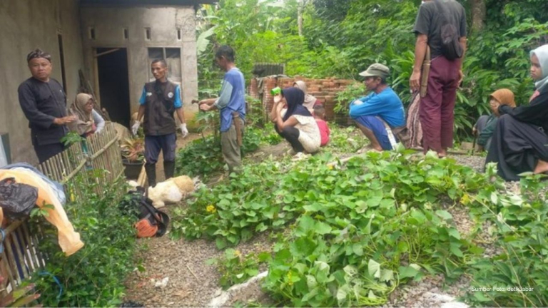 Puluhan Domba di Tasikmalaya Diserang Hewan Liar. Leher dan Jantung Jadi Sasaran!