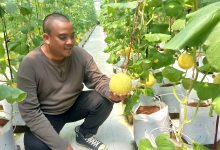 melon premium tasikmalaya