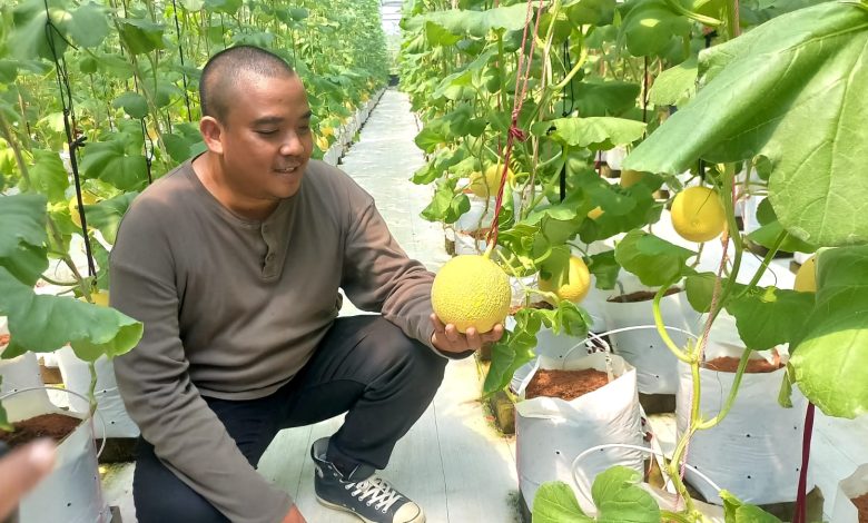 melon premium tasikmalaya