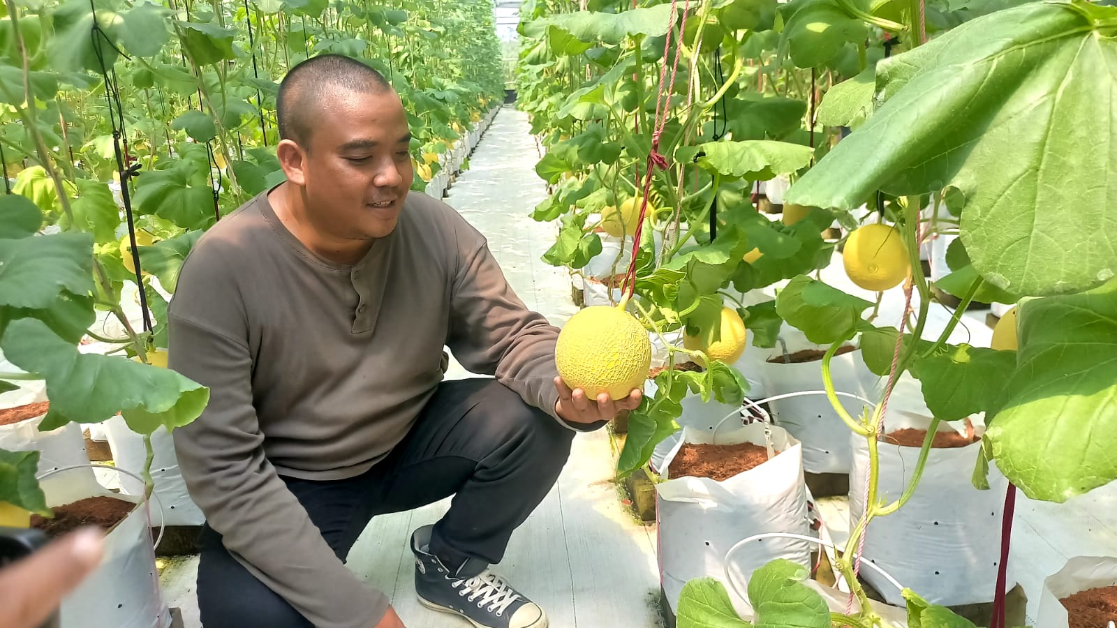 melon premium tasikmalaya