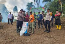polsek puspahian tanam jagung