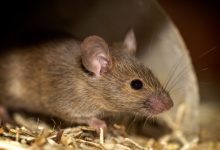 Kasus Leptospirosis di Pangandaran