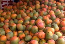 cegah kerugian pascapanen mangga indramayu