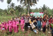 panen raya jagung tasikmalaya 2025