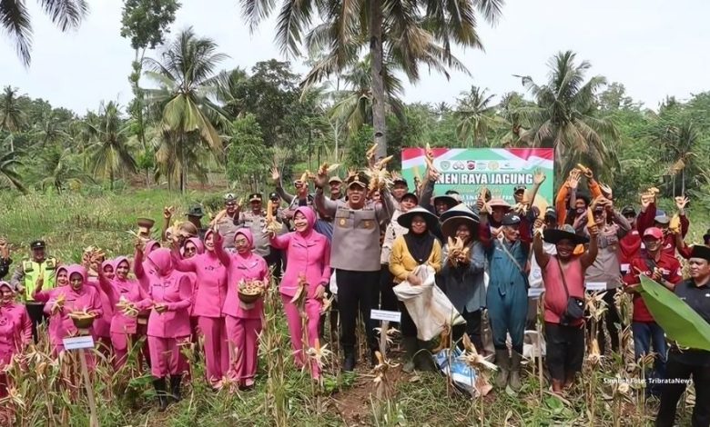 panen raya jagung tasikmalaya 2025
