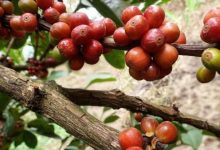 Kopi Excelsa Sumedang