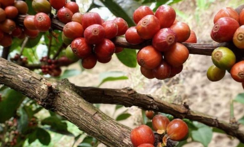 Kopi Excelsa Sumedang