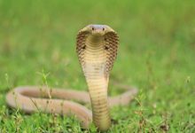 Duel Maut Warga Sukabumi dengan Ular King Kobra