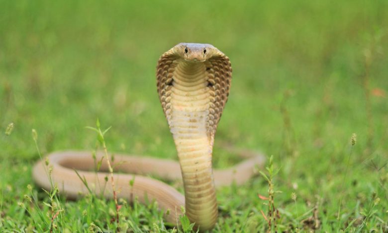 Duel Maut Warga Sukabumi dengan Ular King Kobra