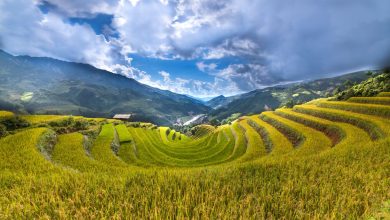 Ketahanan Pangan Subang