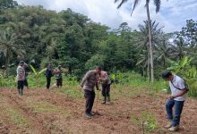 warga tamansari kota tasikmalaya tanam jagung bersama polisi