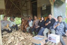 Panen Jagung di Setiawargi