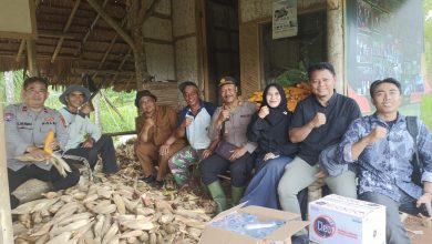 Panen Jagung di Setiawargi