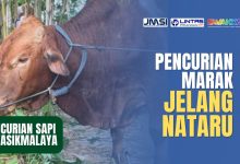 Jelang Nataru, Marak Pencurian Sapi di Tasikmalaya