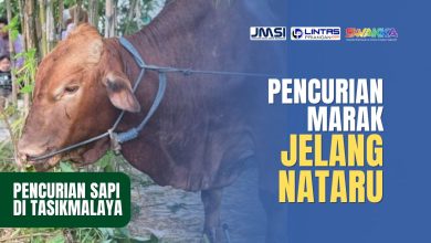 Jelang Nataru, Marak Pencurian Sapi di Tasikmalaya