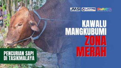 Pencurian Sapi di Tasikmalaya: Kawalu–Mangkubumi Zona Merah
