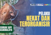 Pencurian Sapi di Tasikmalaya, Pelaku Kian Nekat dan Terorganisir