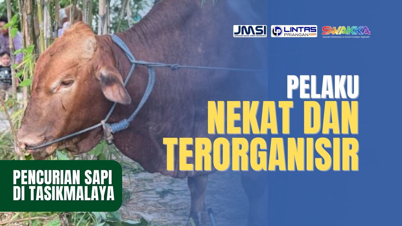 Pencurian Sapi di Tasikmalaya, Pelaku Kian Nekat dan Terorganisir