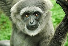 kasus owa jawa tasikmalaya