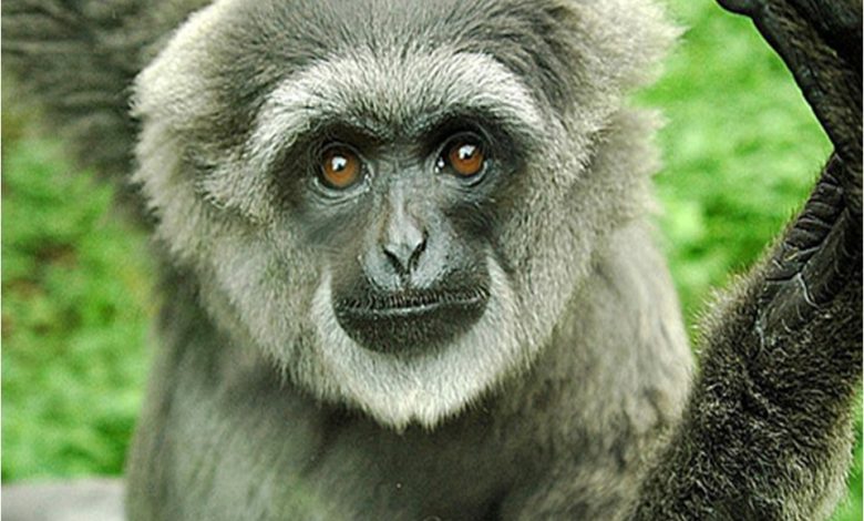 kasus owa jawa tasikmalaya