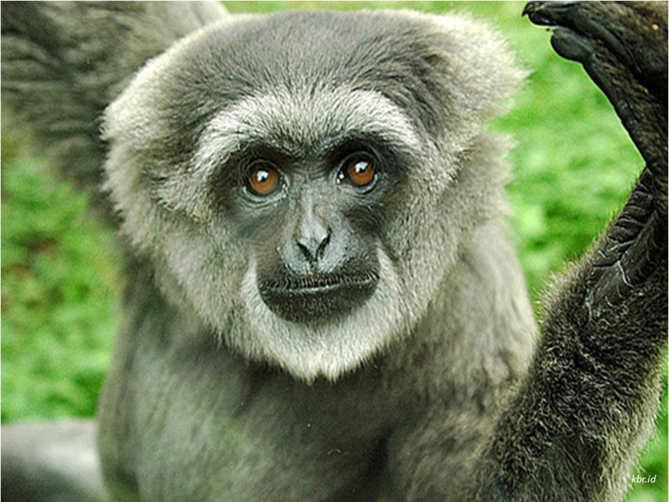 kasus owa jawa tasikmalaya