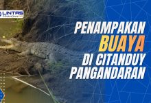 penampakan buaya di citanduy pangandaran