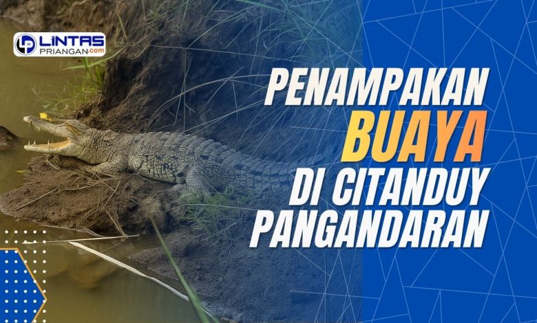 penampakan buaya di citanduy pangandaran