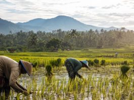 Ketahanan Pangan Ciamis di Tangan bupati herdiat