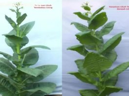 tembakau kuningan bersertifikat