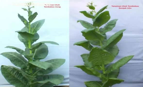 tembakau kuningan bersertifikat