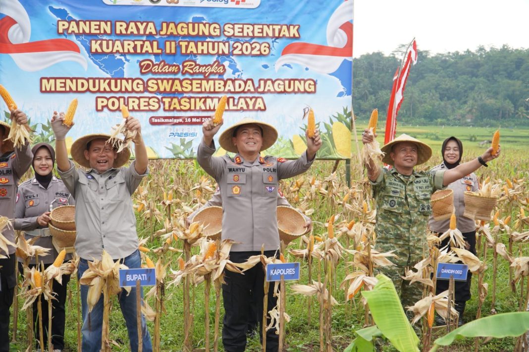 Panen Raya Jagung Tasikmalaya - berita tasikmalaya - lintas priangan