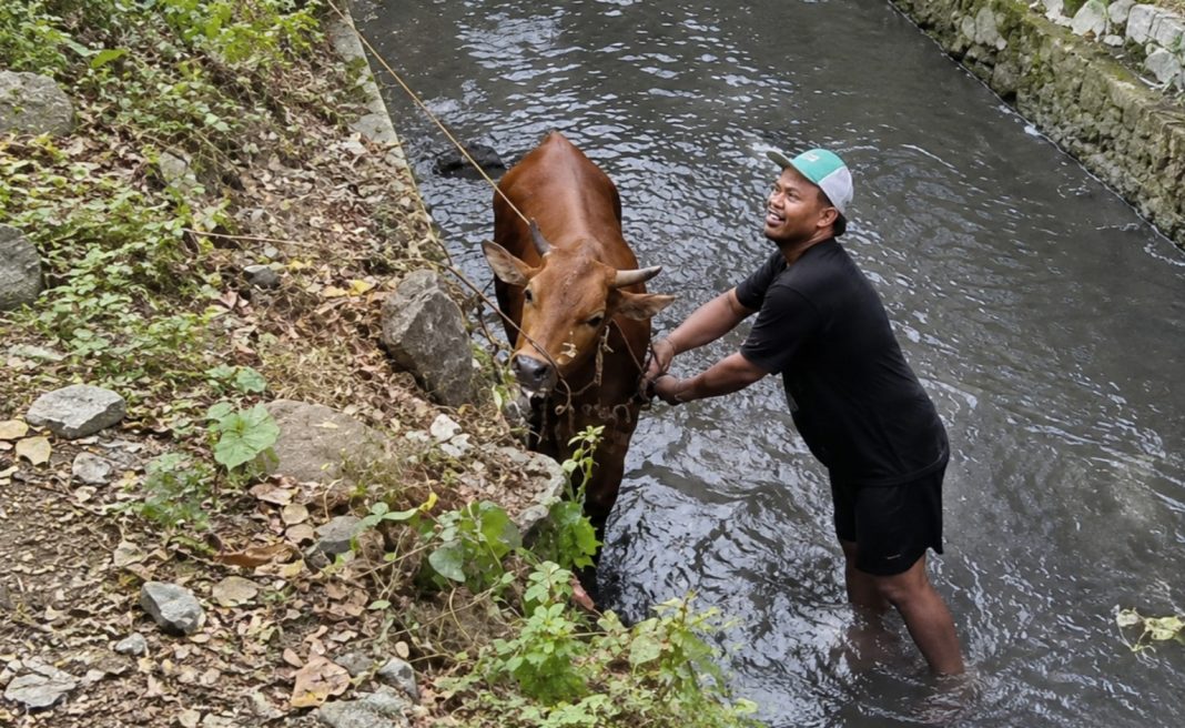 Sapi Kurban di Tasikmalaya - berita tasikmalaya lintas priangan