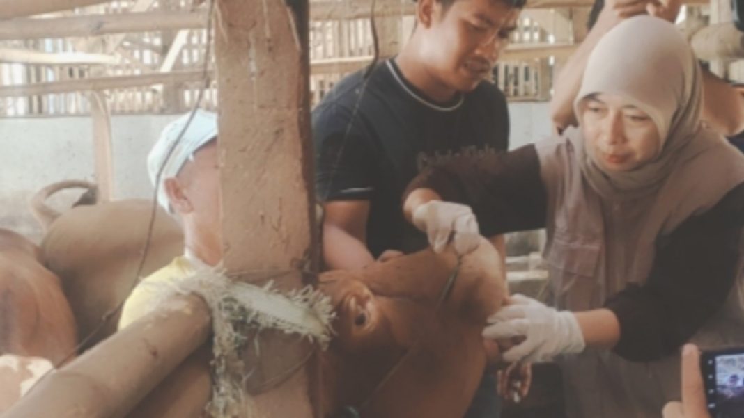 kurban di ciamis waspada hewan tak layak - berita ciamis -lintas priangan