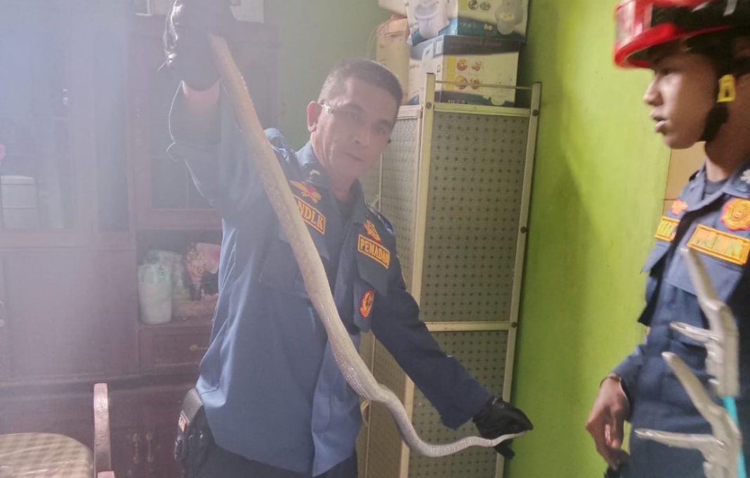 petugas damkar ciamis tangkap ular - berita ciamis lintas priangan