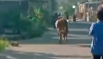 sapi kurban kabur di bogor-lintas priangan