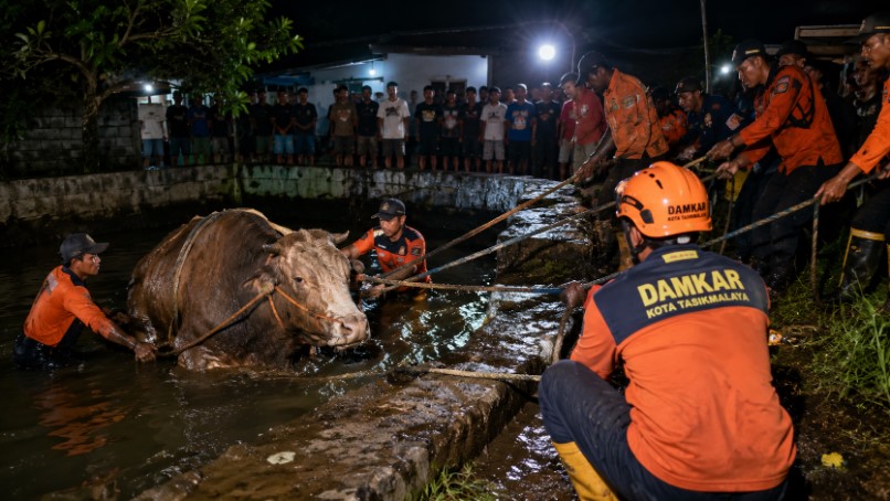 sapi kurban tasikmalaya tercebur kolam - berita tasikmalaya lintas priangan