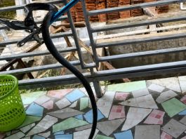 ular kobra di tasikmalaya