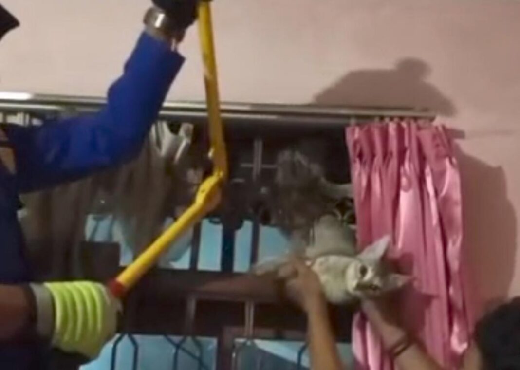 Damkar Kota Tasikmalaya selamatkan kucing