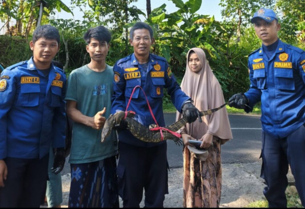 biawak masuk dapur