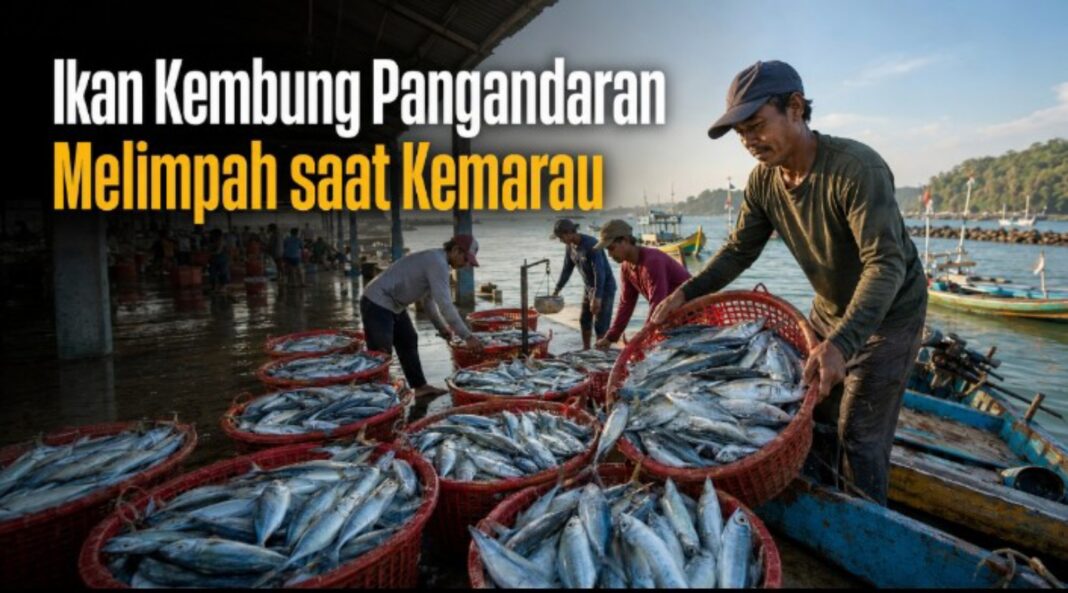 Ikan Kembung Pangandaran Melimpah saat Kemarau - Berita Pangandaran