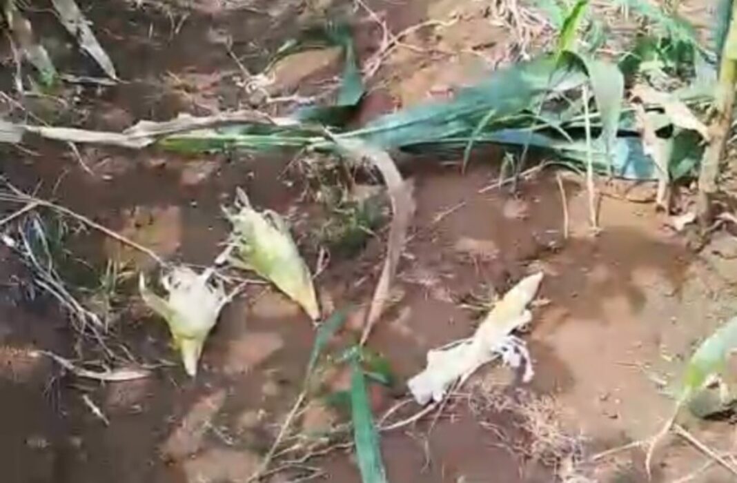 gerombolan monyet di ciamis serang kebun warga - berita ciamis
