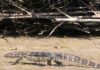 Geger! Biawak Muntahkan Potongan Kaki Diduga Milik Bayi di Purwakarta Biawak muntahkan potongan kaki - lintas priangan